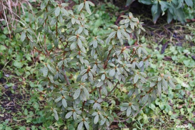 rododendron